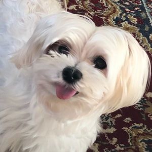 Meet your Posher, Annie